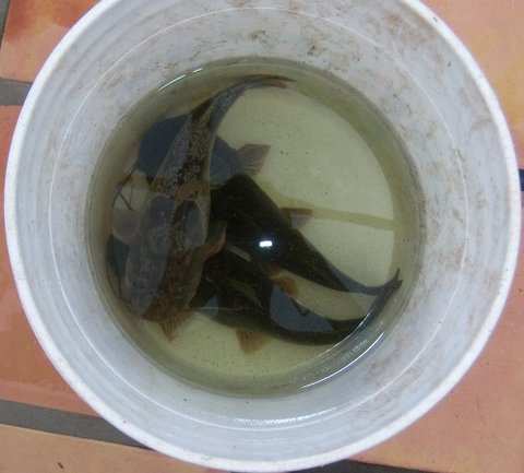 C ornatus in a bucket 3.jpg