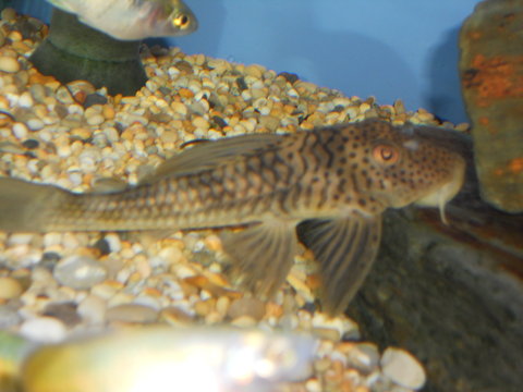 plecos SNA 054.JPG