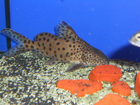 plecos SNA 055.JPG