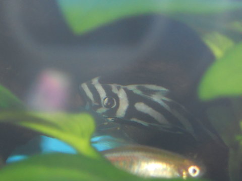 plecos SNA 056.JPG