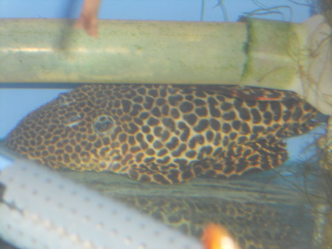 plecos SNA 057.JPG