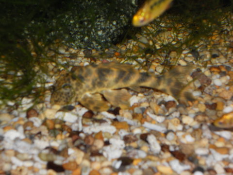 plecos SNA 058.JPG