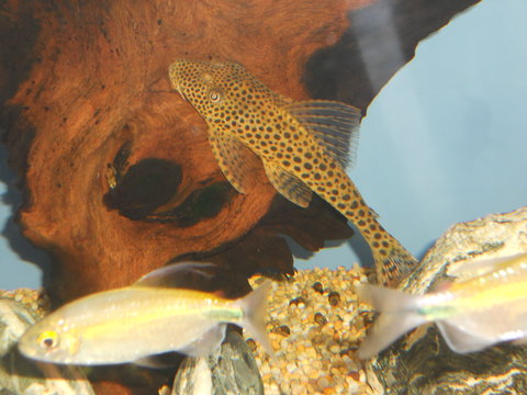 plecos SNA 060.JPG