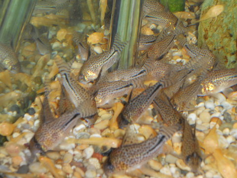 corydoras bondi