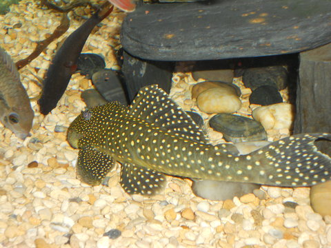 plecos SNA 046.JPG