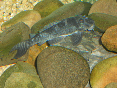 plecos SNA 059.JPG