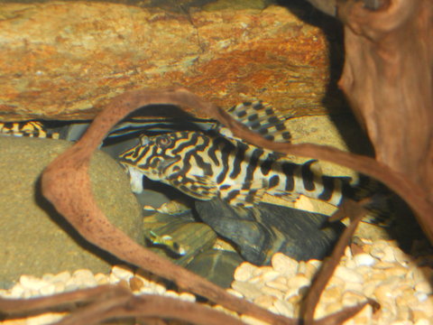 plecos SNA 053.JPG