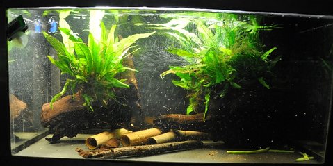 The spawning tank