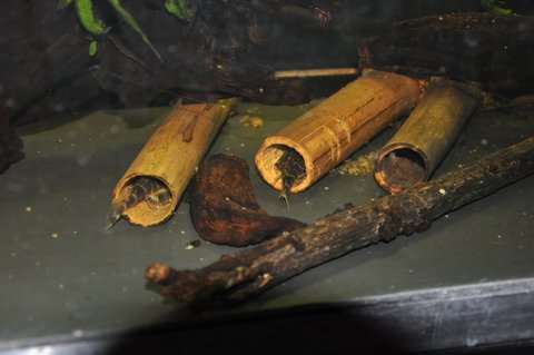 Males guarding their caves