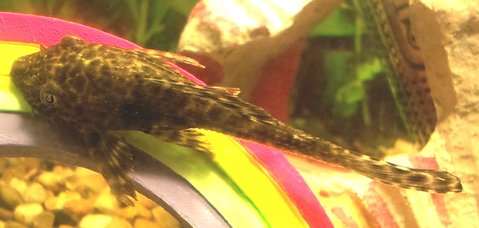 pleco4c.jpg