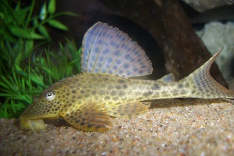 Pleco.jpg