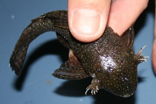 sideburn pleco 2.jpg