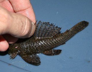 sideburn pleco 3.jpg