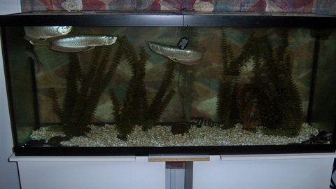 120 gal 1 (800x450).jpg