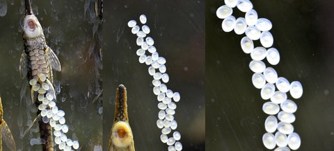 The pair with the newly laid eggs