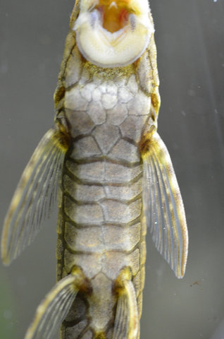 Male, 17cm