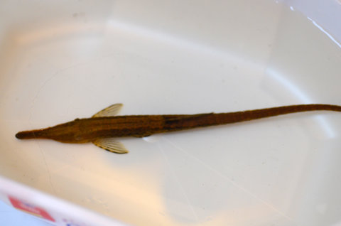 Male, 17cm