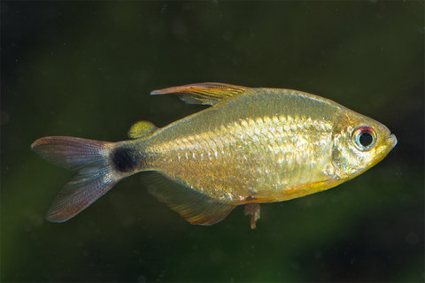 Hyphessobrycon heliacus-1.jpg