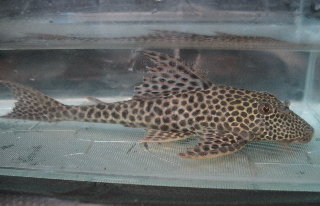 PlecoSap1.jpg