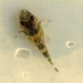 Hypancistrus sp. Guaviare fry 12 days after spawning