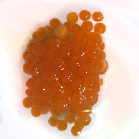 Peckoltia sp. L076 eggs that got kicked out and dind't make it...