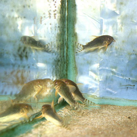 corydoras_gossei_spawning.jpg