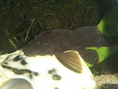 Gold spot ancistrus.jpg