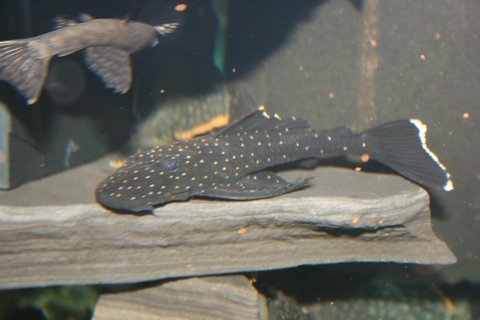 PlecoPic.jpg