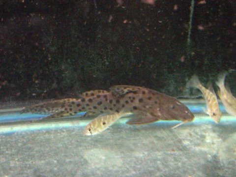 synodontis2.jpg