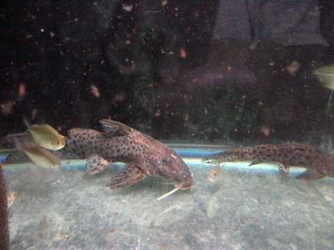 synodontis.jpg