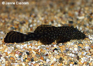 Common Ancistrus.jpg