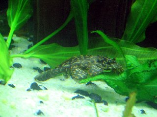 Pleco 3.jpg