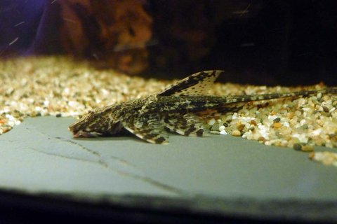 whiptail1b.jpg