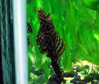 Pleco 5.jpg