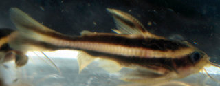 056 new lps catfish--Doradidae 2.jpg