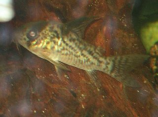 Resize of Corydoras 017.JPG