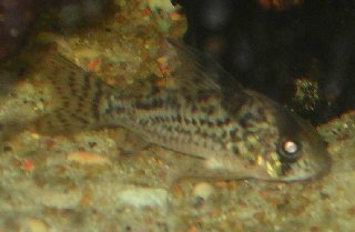 Resize of Corydoras 019.JPG