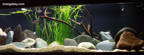 tanganika river biotope.gif