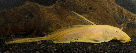 One of the female albino longfin breeders