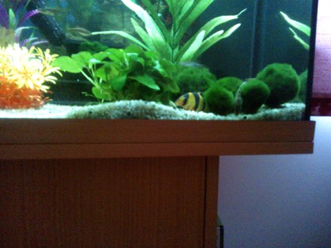 Spot the clown loach