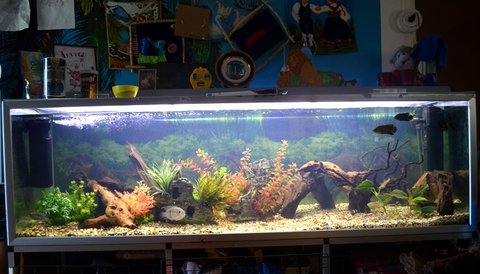 My main tank. 720 litres with South American cichlids and cats :)