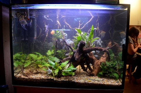 &quot;Black-water&quot; 375 litres with Angels Polypterus and Cats.