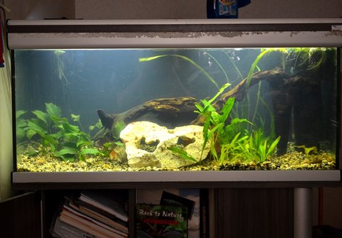 &quot;Grow-out&quot; 300 litres with (for now) Flag-cichlids, Geophagus and Chocolate cichlids :)