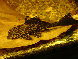 pleco01.jpg