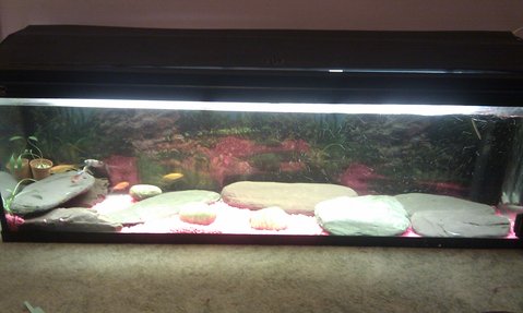 The new tank