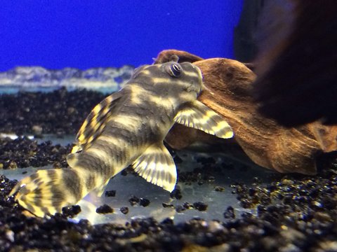 Tiger Pleco around 3 inches length