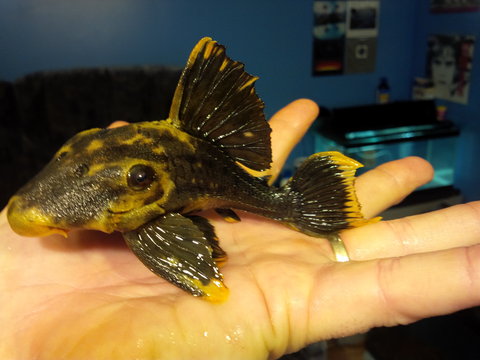 Pleco.jpg