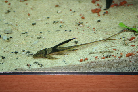 T1 Whiptail -----4 Sept2013.JPG