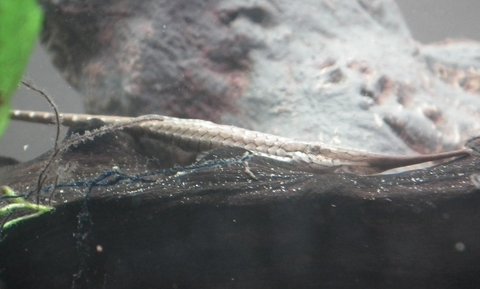 Twig Catfish