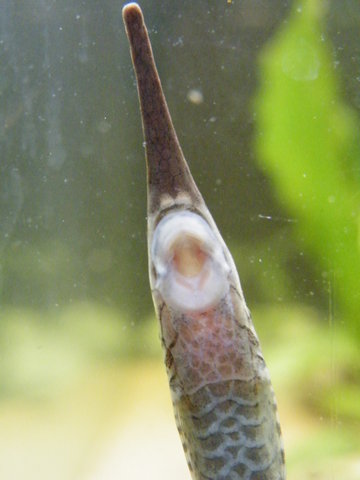 Head shot of suspected female